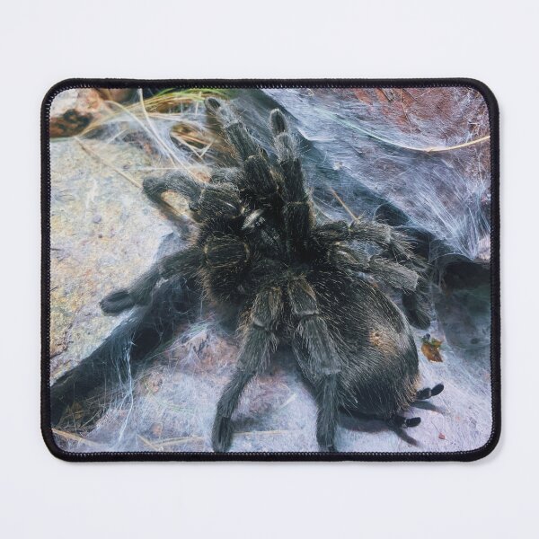 Item preview, Brazilian Salmon Pink Bird-Eating Tarantula designed and sold by FeralMinds.