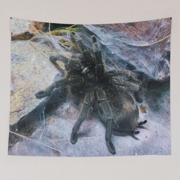 Item preview, Brazilian Salmon Pink Bird-Eating Tarantula designed and sold by FeralMinds.