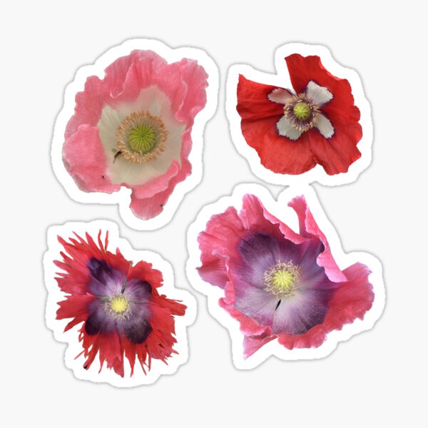 Colorful Poppies! Sticker