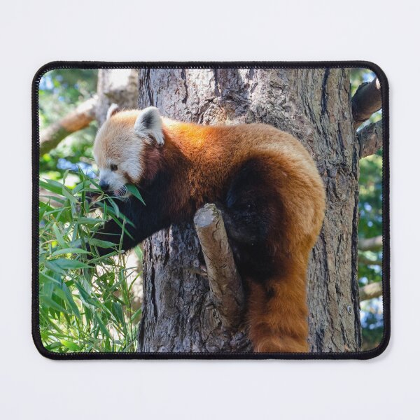 Item preview, Snack time for red panda designed and sold by elstoleno.