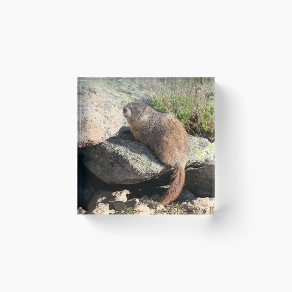 Item preview, Marmot look designed and sold by zumi.