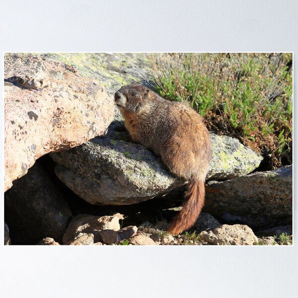 Item preview, Marmot look designed and sold by zumi.
