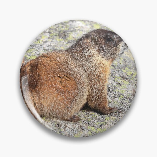 Item preview, Marmot look II designed and sold by zumi.