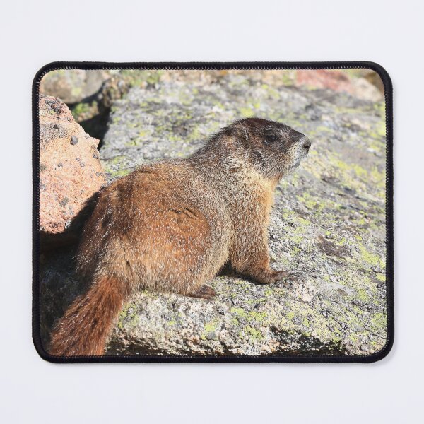 Item preview, Marmot look II designed and sold by zumi.
