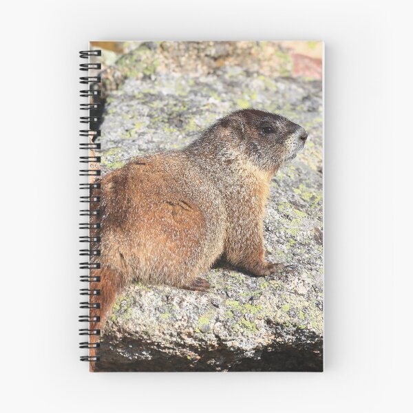 Item preview, Marmot look II designed and sold by zumi.
