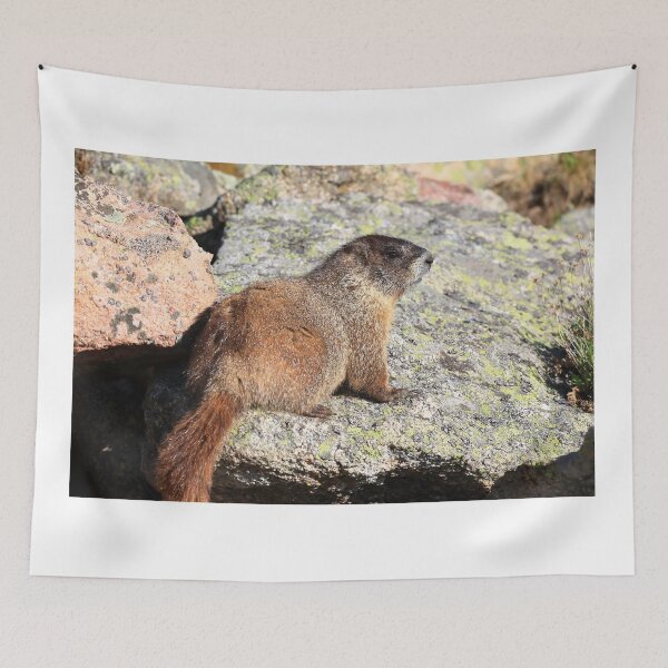Item preview, Marmot look II designed and sold by zumi.