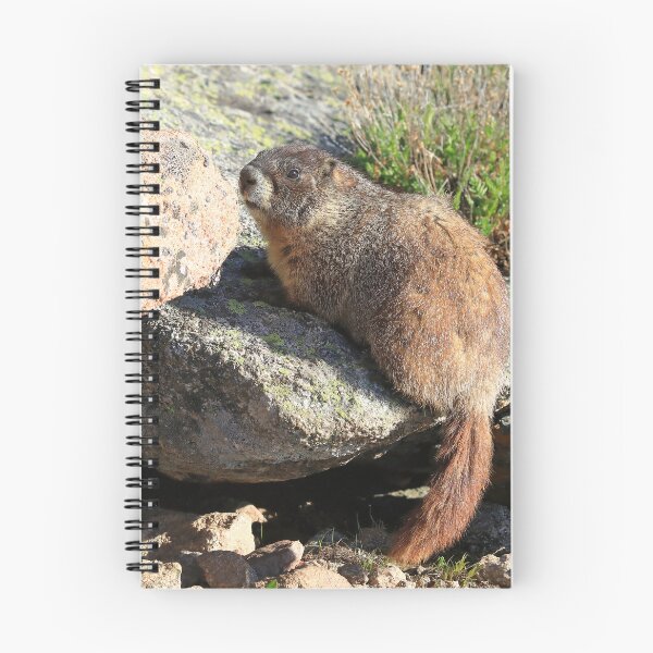 Item preview, Marmot look designed and sold by zumi.