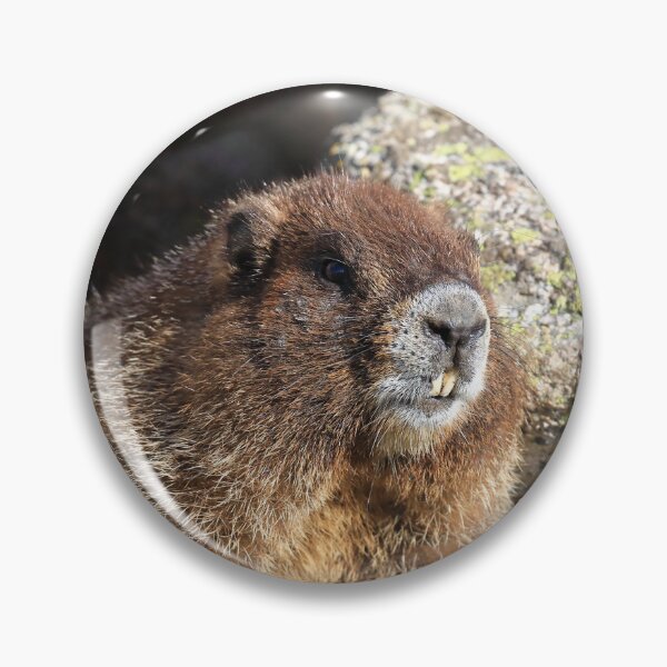 Item preview, Marmot teeth designed and sold by zumi.
