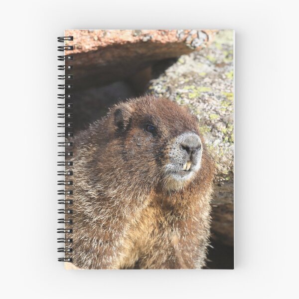 Item preview, Marmot teeth designed and sold by zumi.