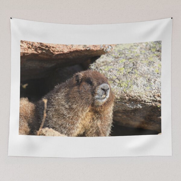 Item preview, Marmot teeth designed and sold by zumi.