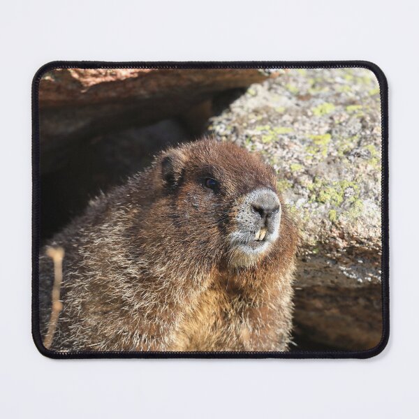 Item preview, Marmot teeth designed and sold by zumi.