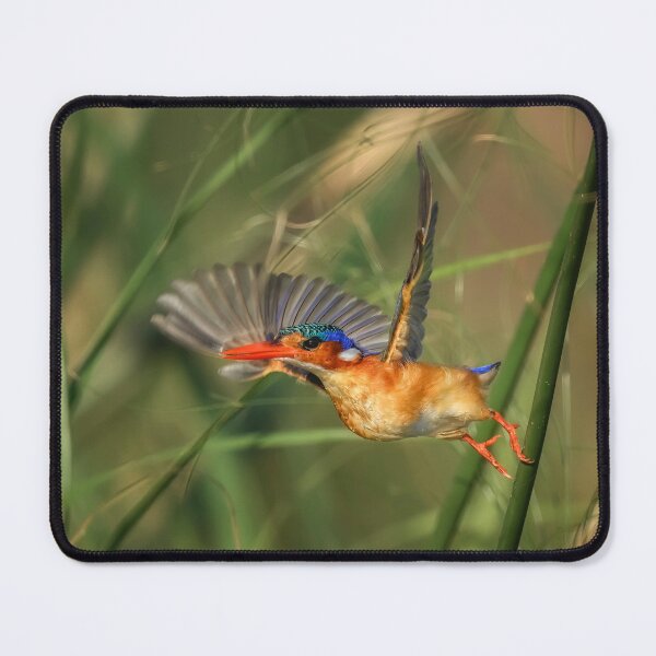 Item preview, Malachite Kingfisher Takeoff Botswana Africa designed and sold by PhotoArt by Joan Carroll.