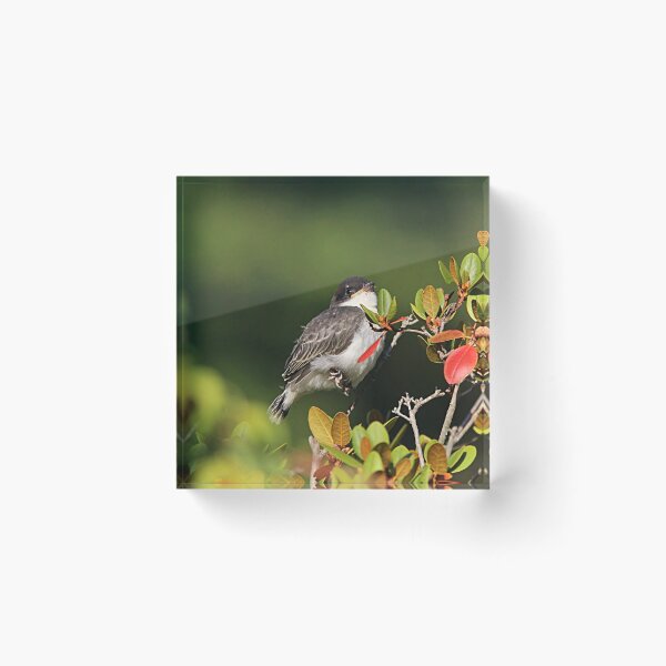 Item preview, Eastern kingbird fledgling designed and sold by Linda Crockett.