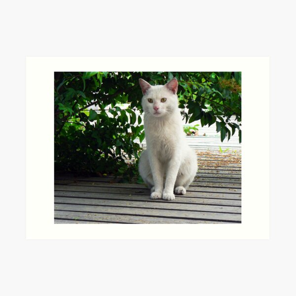 White Shanghai Cat Art Print