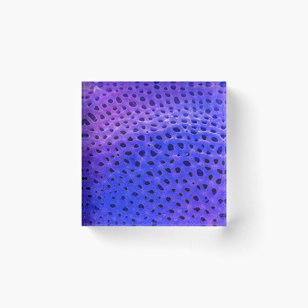 Item preview, Thalassiosira lacustris in SEM (Purple) designed and sold by DiatomsATTACK.