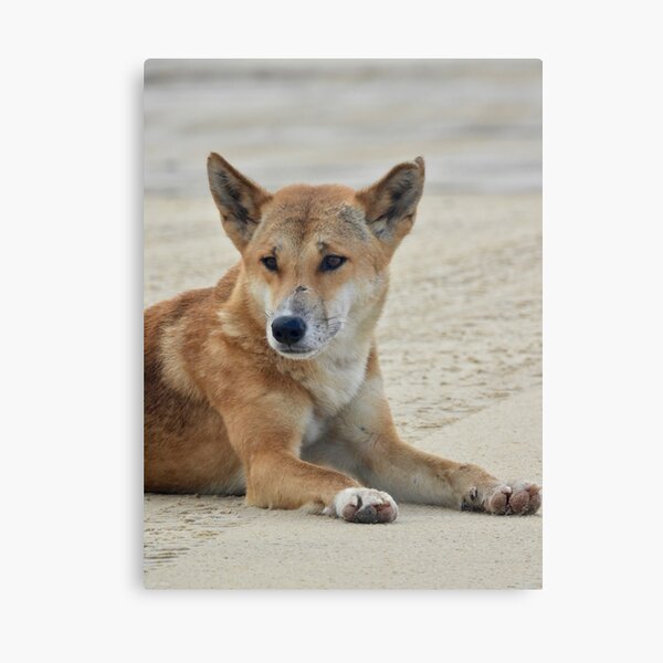 Dingo? Bingo! How you can help dingo research from your home