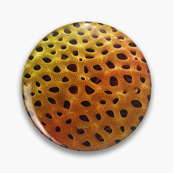 Item preview, Thalassiosira lacustris in SEM (Orange) designed and sold by DiatomsATTACK.