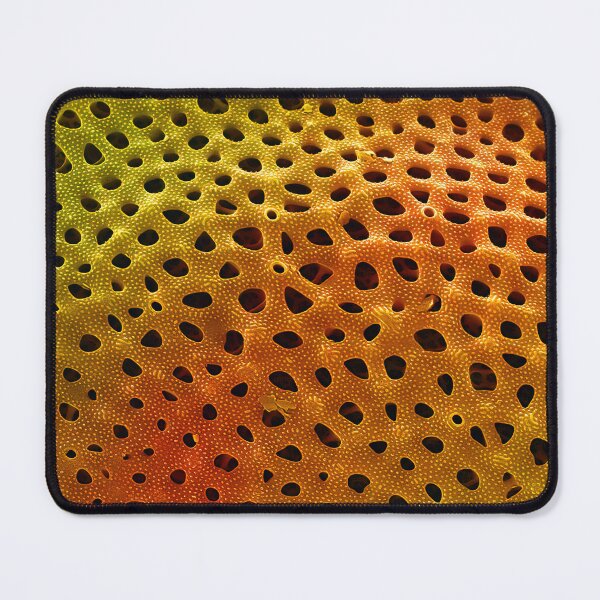 Item preview, Thalassiosira lacustris in SEM (Orange) designed and sold by DiatomsATTACK.