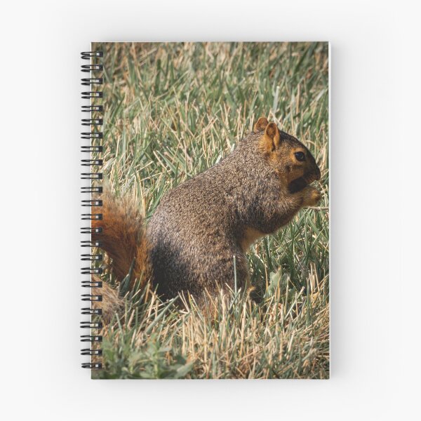 Item preview, Saturday brunching by a squirrel that's munching designed and sold by Joel Bader.