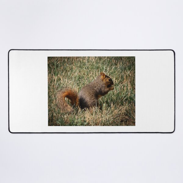 Item preview, Saturday brunching by a squirrel that's munching designed and sold by Joel Bader.