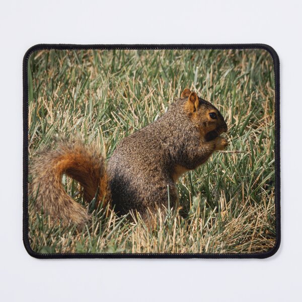 Item preview, Saturday brunching by a squirrel that's munching designed and sold by Joel Bader.