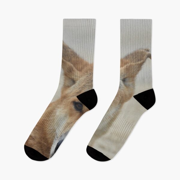 Item preview, Dingo Kgari Fraser Island  designed and sold by Mark Grimsley.