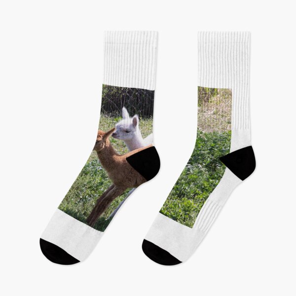Item preview, Alpacas designed and sold by ianmark.