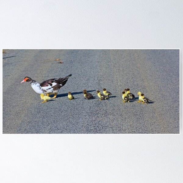 EXOTIC ~ WATERFOWL ~ Domestic Duck PVBEMFXS by David Irwin Poster