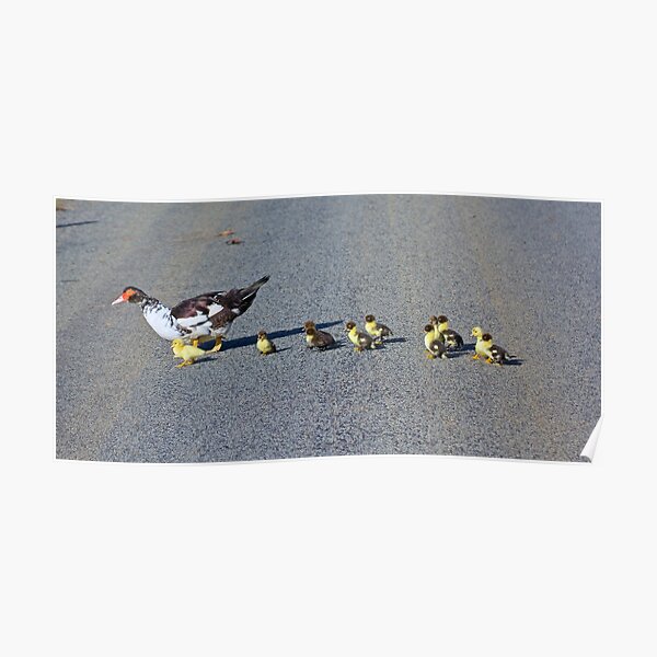 EXOTIC ~ WATERFOWL ~ Domestic Duck PVBEMFXS by David Irwin Poster