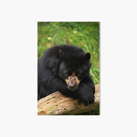 Item preview, Modest Bear II designed and sold by Daniela Pintimalli.