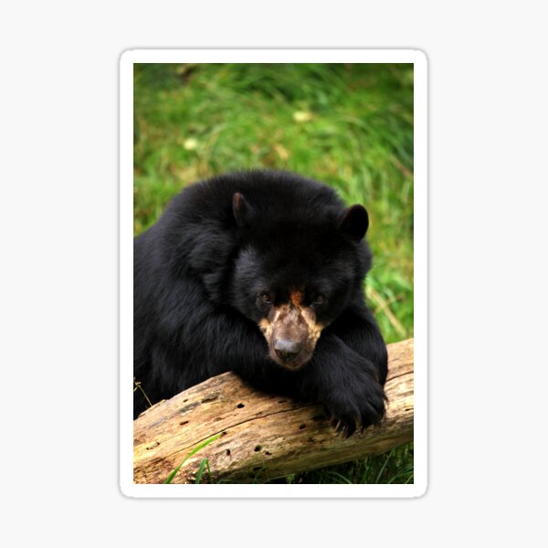 Item preview, Modest Bear II designed and sold by Daniela Pintimalli.