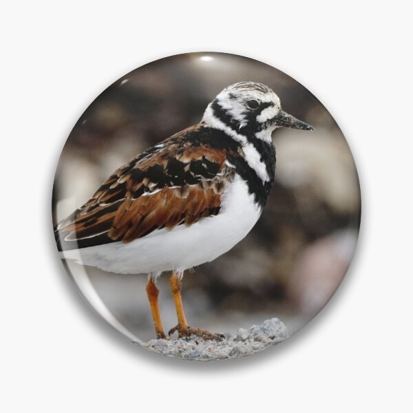 Item preview, Turnstone designed and sold by AnnaWoodNature.