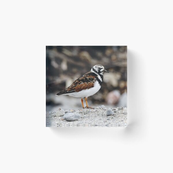 Item preview, Turnstone designed and sold by AnnaWoodNature.