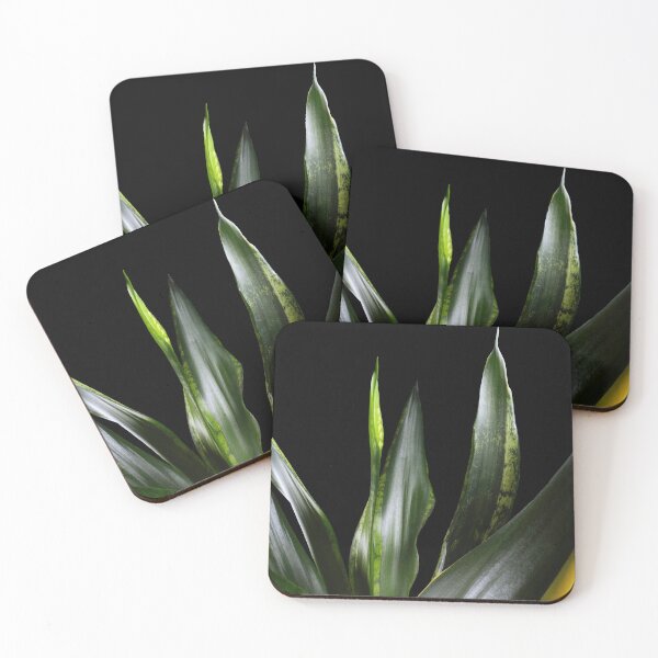 Item preview, Sansevieria Silver Flame (Snake Plant Dracaena) designed and sold by plantsbutbetter.