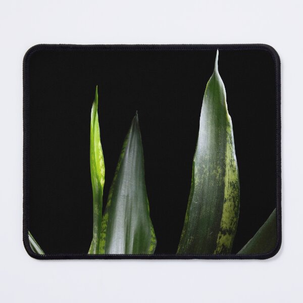 Item preview, Sansevieria Silver Flame (Snake Plant Dracaena) designed and sold by plantsbutbetter.