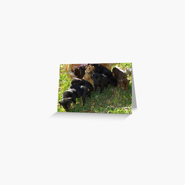 PUP ~ A Greeting Card
