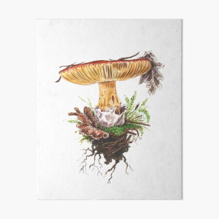 Kaiserling / Amanita caesare Galeriedruck