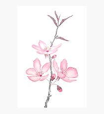 pink cherry blossom macro 2018 Photographic Print