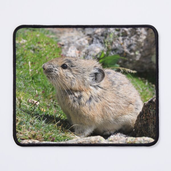Item preview, Whistling hare III designed and sold by zumi.