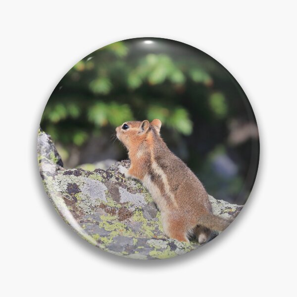 Item preview, Striped squirrel designed and sold by zumi.