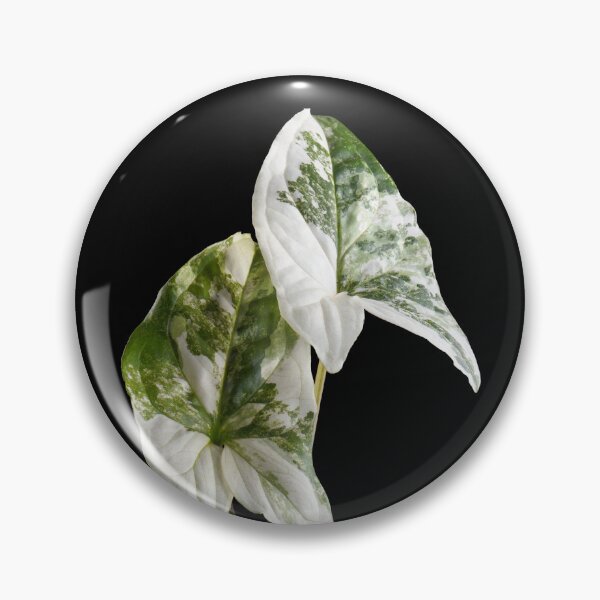 Item preview, Syngonium Variegated Albo Variegated Macro designed and sold by plantsbutbetter.