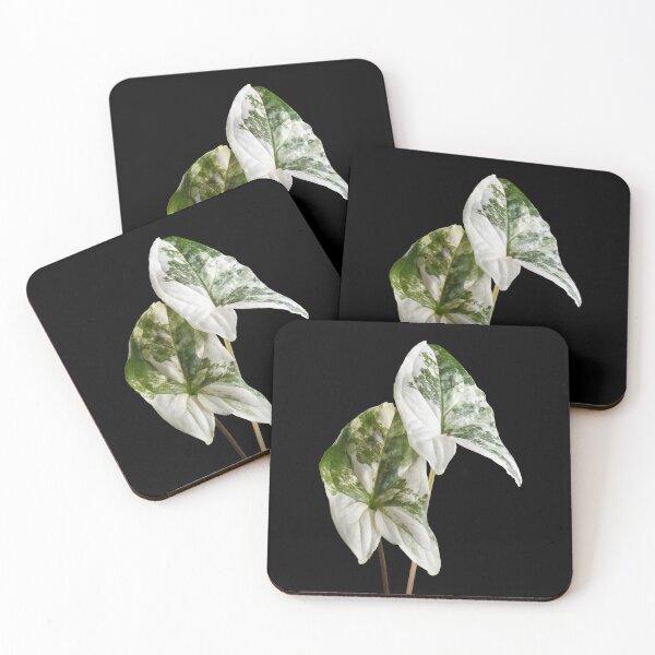 Item preview, Syngonium Variegated Albo Variegated Macro designed and sold by plantsbutbetter.