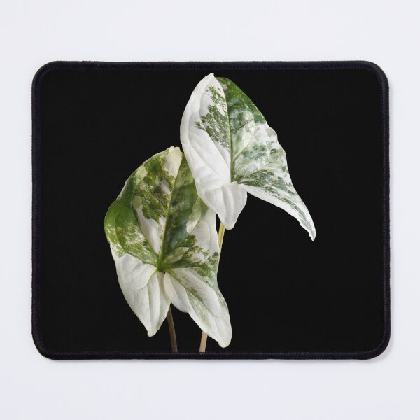 Item preview, Syngonium Variegated Albo Variegated Macro designed and sold by plantsbutbetter.