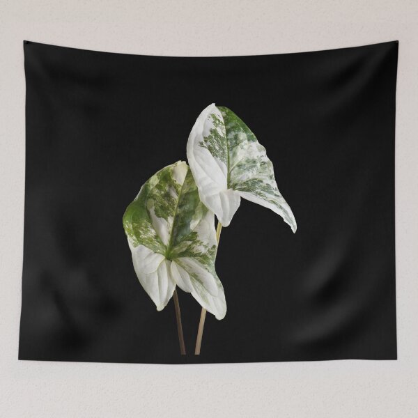 Item preview, Syngonium Variegated Albo Variegated Macro designed and sold by plantsbutbetter.