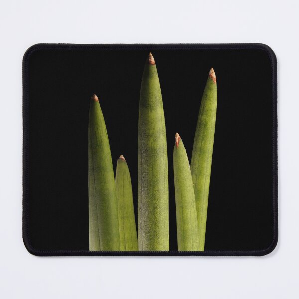 Item preview, Sansevieria Snakeplant Cylindrica Macro designed and sold by plantsbutbetter.