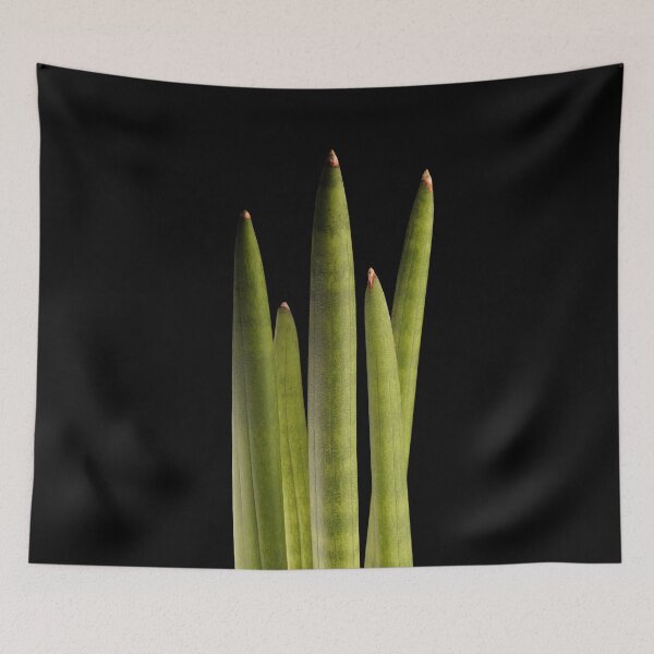 Item preview, Sansevieria Snakeplant Cylindrica Macro designed and sold by plantsbutbetter.