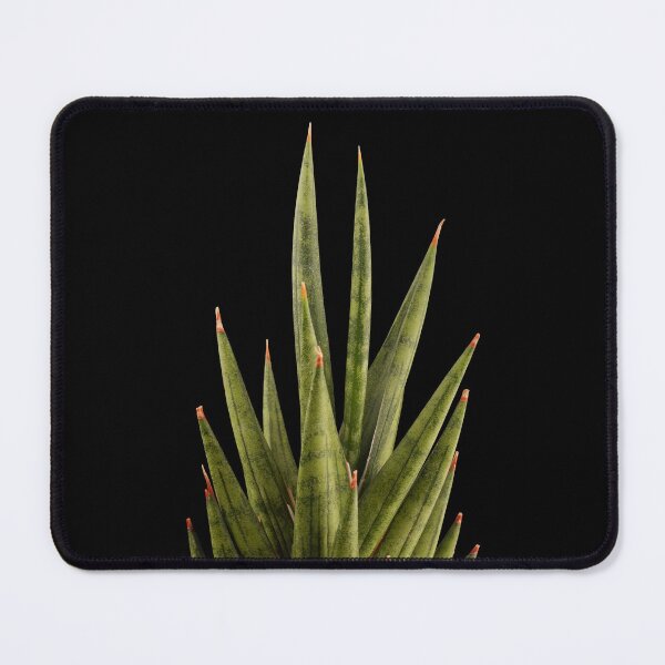 Item preview, Sansevieria Snakeplant Francisii designed and sold by plantsbutbetter.