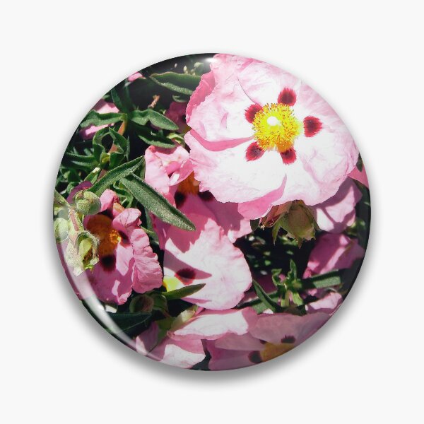 Item preview, Rose of Sharon shrub designed and sold by Shulie1.