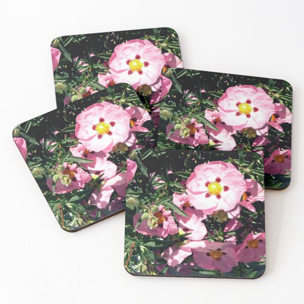 Item preview, Rose of Sharon shrub designed and sold by Shulie1.