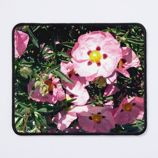Item preview, Rose of Sharon shrub designed and sold by Shulie1.